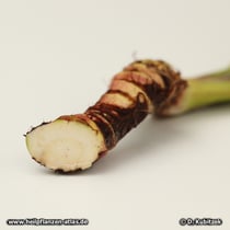 Kalmuswurzel Querschnitt (Acorus calamus)