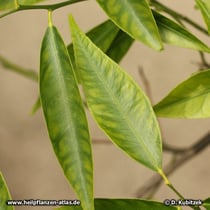 Mandarine (Citrus reticula)