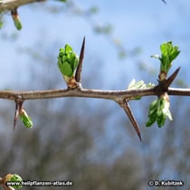 Die Dornen des Eingriffeligen Weißdorns (Crataegus monogyna) sind am besten sichtbar vor dem Blattaustrieb.