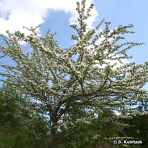 Dieser Eingriffelige Weißdorn (Crataegus monogyna) wächst an sonniger Stelle auf einem Berghang.