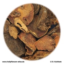 Kolasamen (Colae semen)