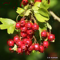 Weißdorn (Crataegus monogyna, Crataegus laevigata)