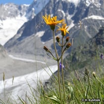 Arnika (Arnica montana)