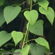 Sinomenium acutum ist eine Kletterpflanze.