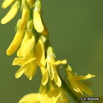 Steinklee (Echter Steinklee, Melilotus officinalis)