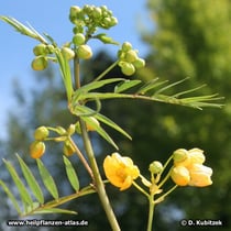 Sennes (Senna angustifolia)