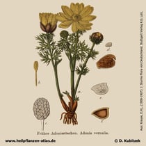 Frühlings-Adonisröschen, Adonis vernalis, Historisches Bild
