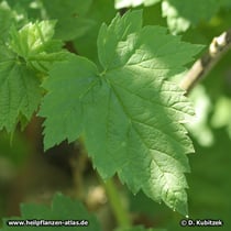 Schwarze Johannisbeere (Ribes nigrum), Blatt