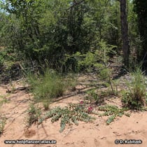 Teufelskralle (Harpagophytum zeyheri) gedeiht an Standorten mit wenig Konkurrenzdruck durch andere Pflanzen.