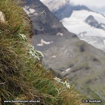 Diese Edelweiß (Alpen-Edelweiß, Leontopodium nivale subsp. alpinum) wachsen auf einem felsigen Grashang im Oberengadin (Schweiz) auf etwa  2.600 m Höhe.