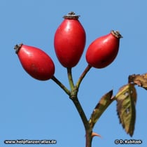 Hundsrose (Rosa canina), Früchte (Hagebutten)
