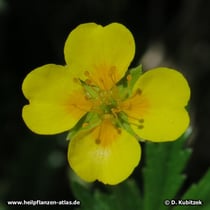 Blutwurz (Tormentill, Potentilla erecta)