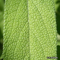 Echter Salbei (Salvia officinalis), Blatt