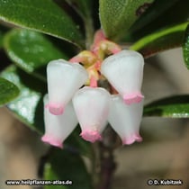 Blüten der Echten Bärentraube (Arctostaphylos uva-ursi)