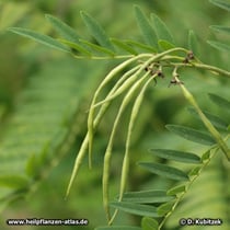 Schnurbaum (Sophora flavescens), längliche Früchte