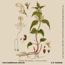 Weiße Taubnessel, Lamium album, Historisches Bild