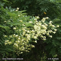 Die lockeren, üppigen Blütenstände des Japanischen Pagodenbaums (Japanischer Schnurbaum, Styphnolobium japonicum, Sophora japonica) stehen auffällig am Ende der Triebe.