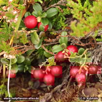 Preiselbeere (Vaccinium vitis-idaea)