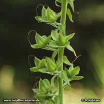 Roter Fingerhut (Digitalis purpurea), Früchte