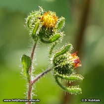 Siegesbeckie (Sigesbeckia orientalis)