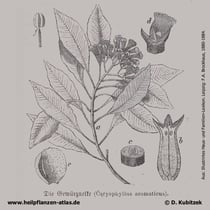 Gewürznelkenbaum; Syzygium aromaticum; Historische Grafik