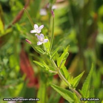 Kleinblütiges Weidenröschen (Epilobium parviflorum), Blüten