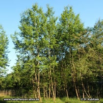 Zitter-Pappel (Populus tremula), Standort und Wuchsform