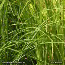 Anemarrhena asphodeloides, Blätter