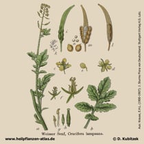 Weißer Senf, Sinapis alba, Historisches Bild