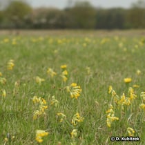 Wiesen-Schlüsselblume (Primula veris), Standort Wiese