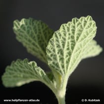 Gewöhnlicher Andorn (Marrubium vulgare), Blatt Unterseite