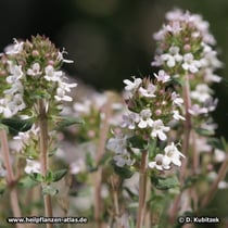 Thymian (Thymus vulgaris, Thymus zygis)