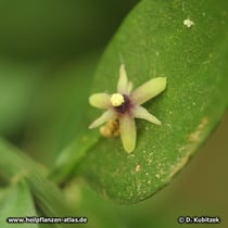 Maeusedorn (Ruscus aculeatus), Blüte