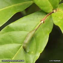 Kola (Cola acuminata, Cola nitida)