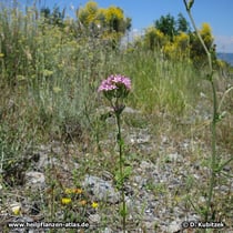 Echtes Tausendgüldenkraut (Centaurium erythraea), Standort in den Bergen von Kalabrien (Italien)