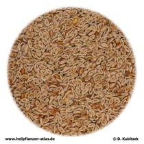 Indische Flohsamen (Plantaginis ovatae semen)