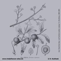 Schlehe, Prunus spinosa, Historisches Bild