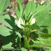 Bockshornklee (Trigonella foenum-graecum)