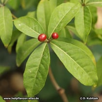 Java-Teufelspfeffer (Rauvolfia serpentina)