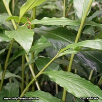 Galgant (Alpinia officinarum), Blätter