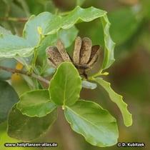 Seifenrinde (Quillaja saponaria)
