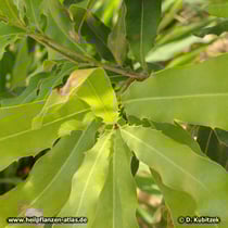 Dreiblütige Macadamianuss (Macadamia ternifolia), Blätter