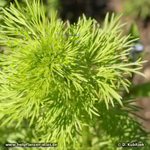 Echter Schwarzkümmel (Nigella sativa), Jungpflanze