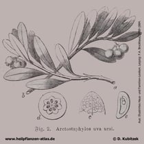 Echte Bärentraube,  Arctostaphylos uva-ursi, Historische Grafik