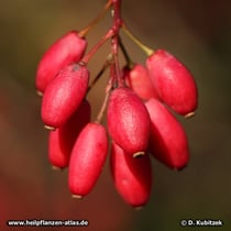 Gewöhnliche Berberitze (Berberis vulgaris), Früchte (Beeren)