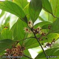 Bittere Colanuss (Cola nitida)