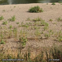 Einjähriger Beifuß (Artemisia annua): Bestand an der Alten Elbe (Sachsen-Anhalt)