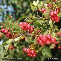 Fünfgriffeliger Weißdorn (Crataegus pentagyna), Zweig mit Früchten