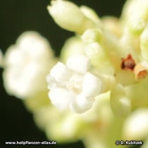 Die Blüten der Brechwurzel (Carapichea ipecacuanha) sind klein, Blütenfarbe ist weiß.