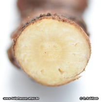 Liebstöckel (Levisticum officinale), Querschnitt durch das Liebstöckel-Rhizom